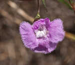 San Antonio false foxglove